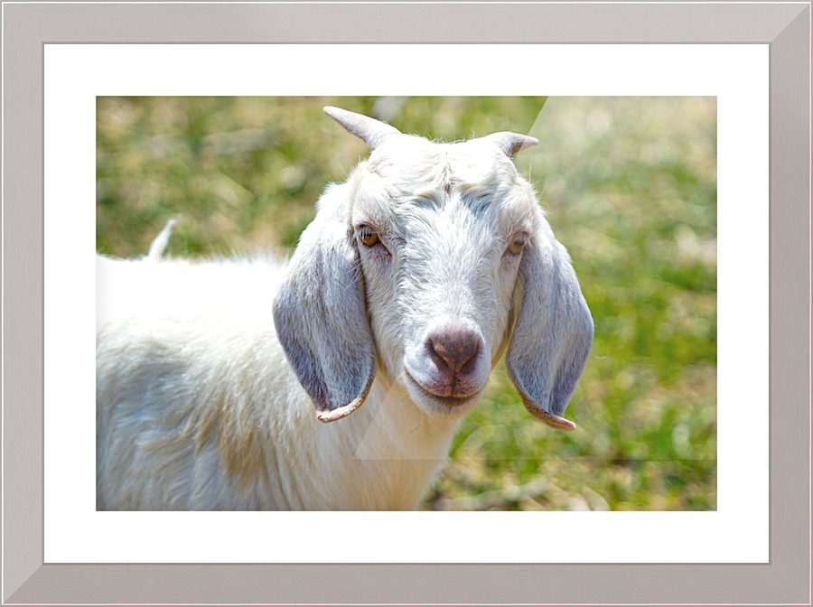 goatie Picture Frame print
