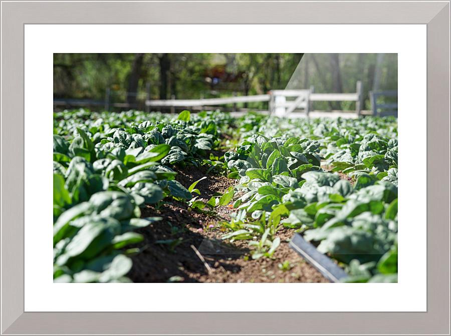 let it grow Picture Frame print