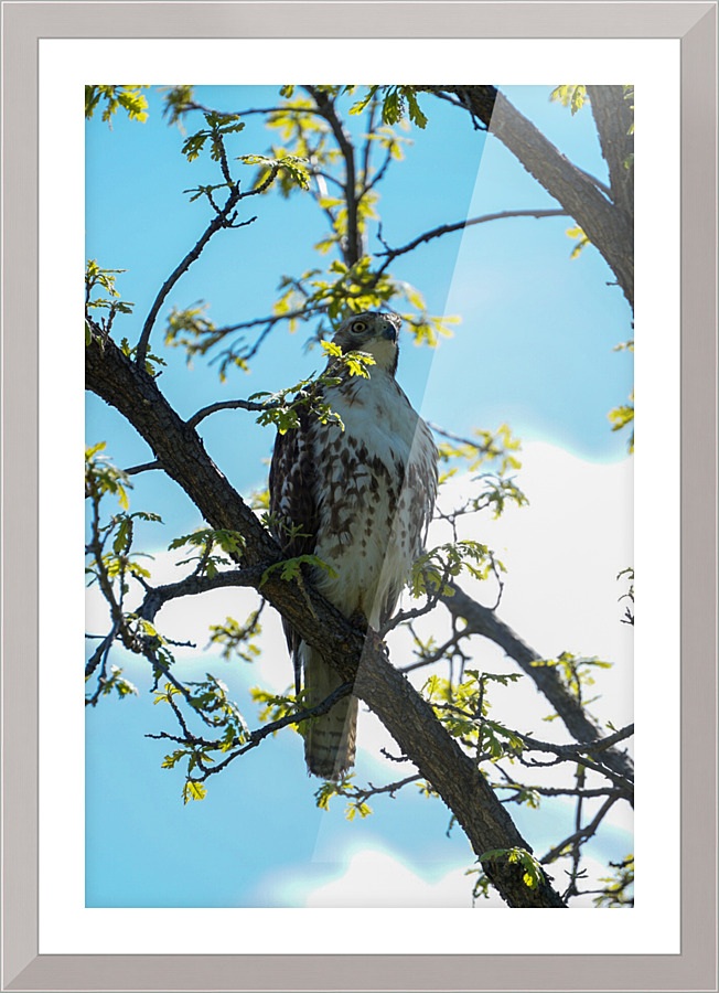 hawk 1 Picture Frame print