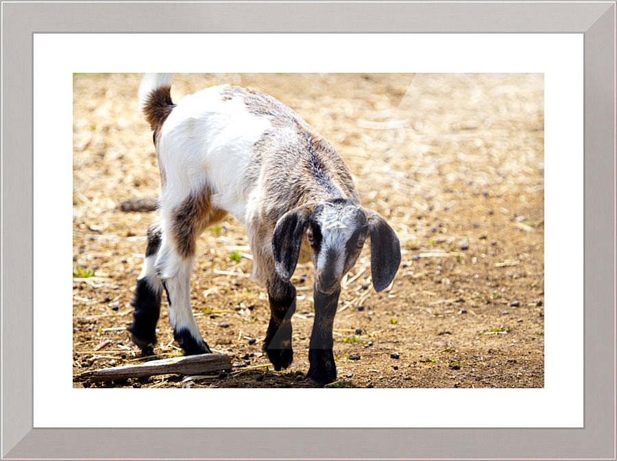 goat 1 Picture Frame print
