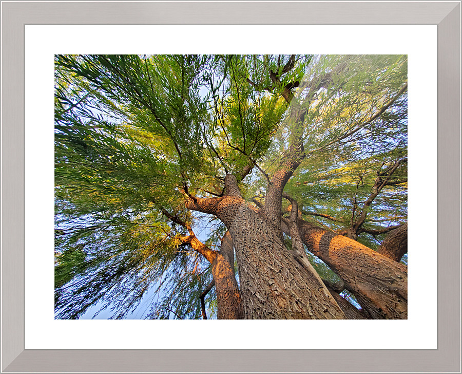 tree1 Picture Frame print