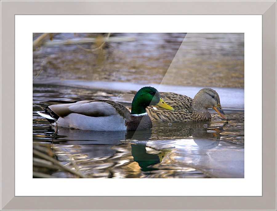 ducks  Picture Frame print