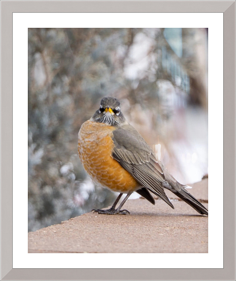 Robin 1 Picture Frame print