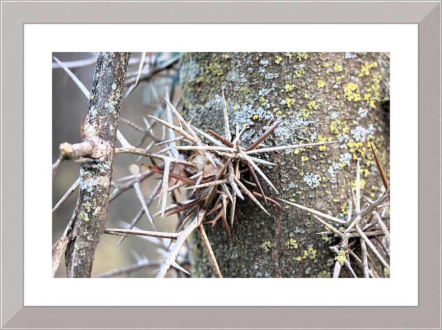 Thorns Picture Frame print