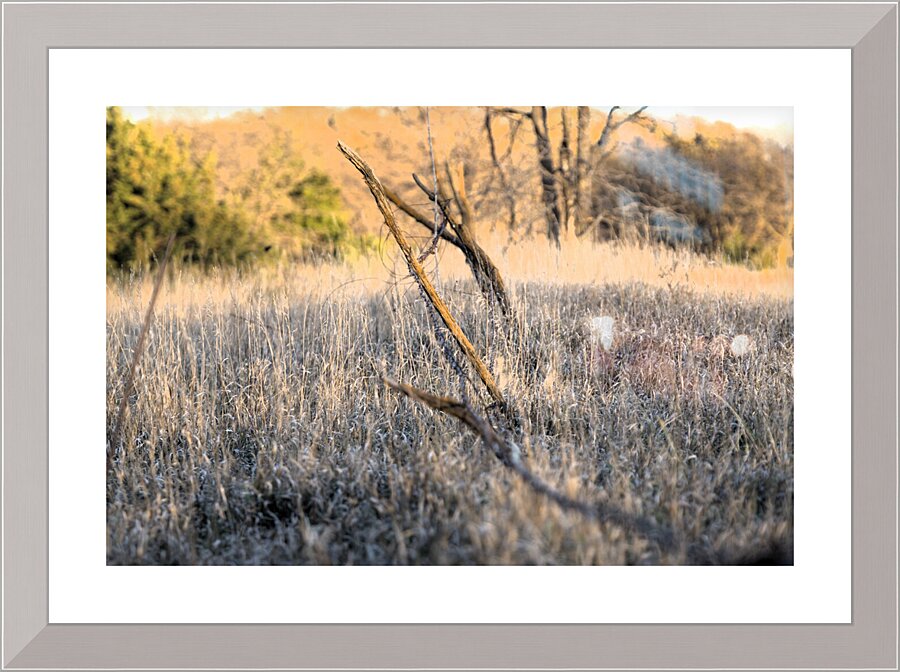 Fence line Picture Frame print