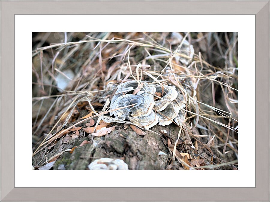 Fungus Picture Frame print