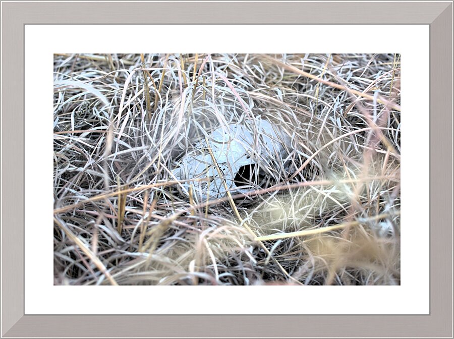 Skull Picture Frame print