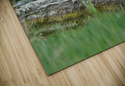 duck by pond Kyle Werthmann puzzle