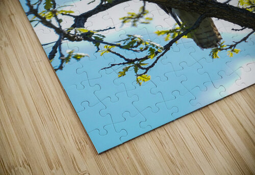 hawk 1 Kyle Werthmann puzzle