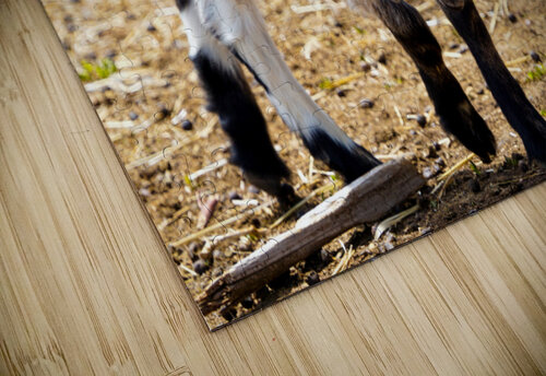 goat 1 Kyle Werthmann puzzle