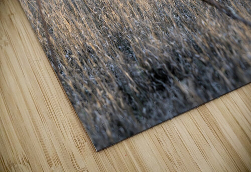 Fence line Kyle Werthmann puzzle