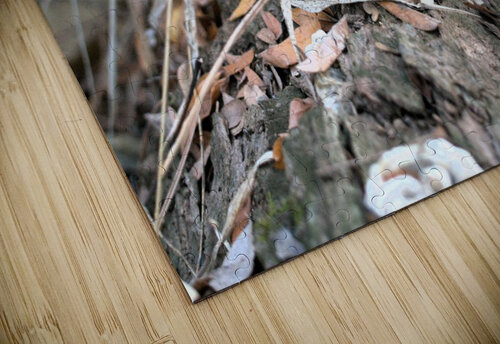 Fungus Kyle Werthmann puzzle