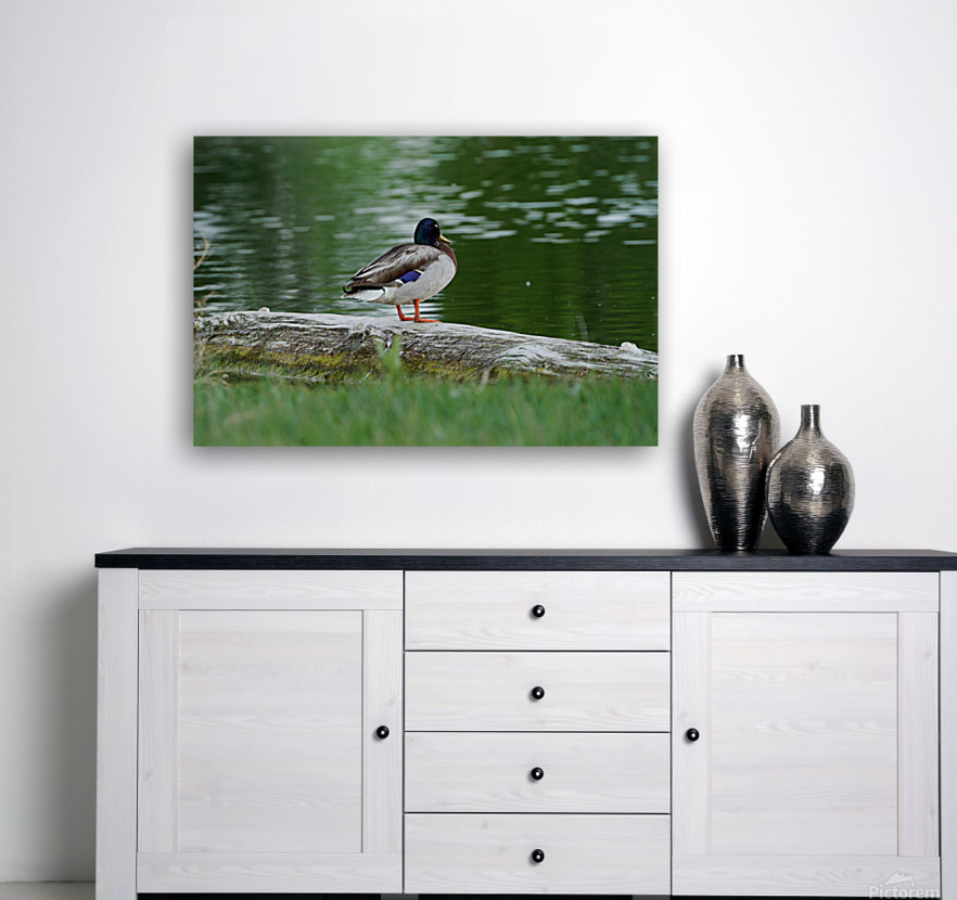 duck by pond Reproduction