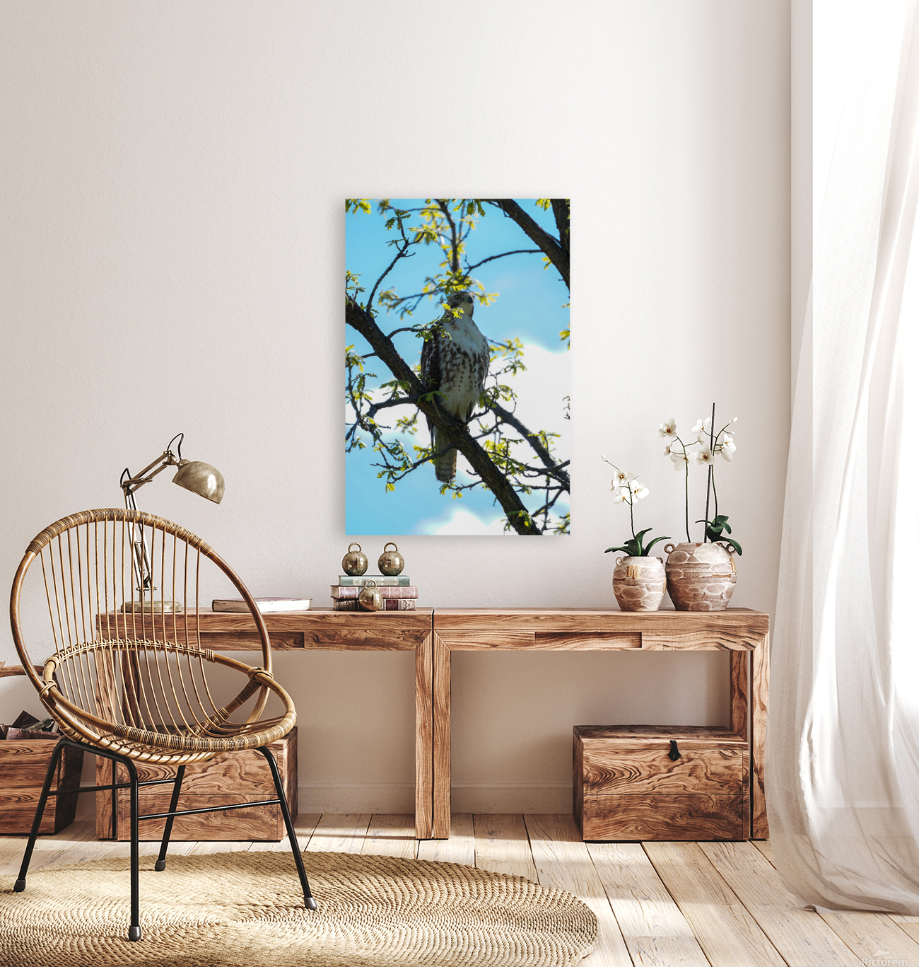 hawk 1 Reproduction