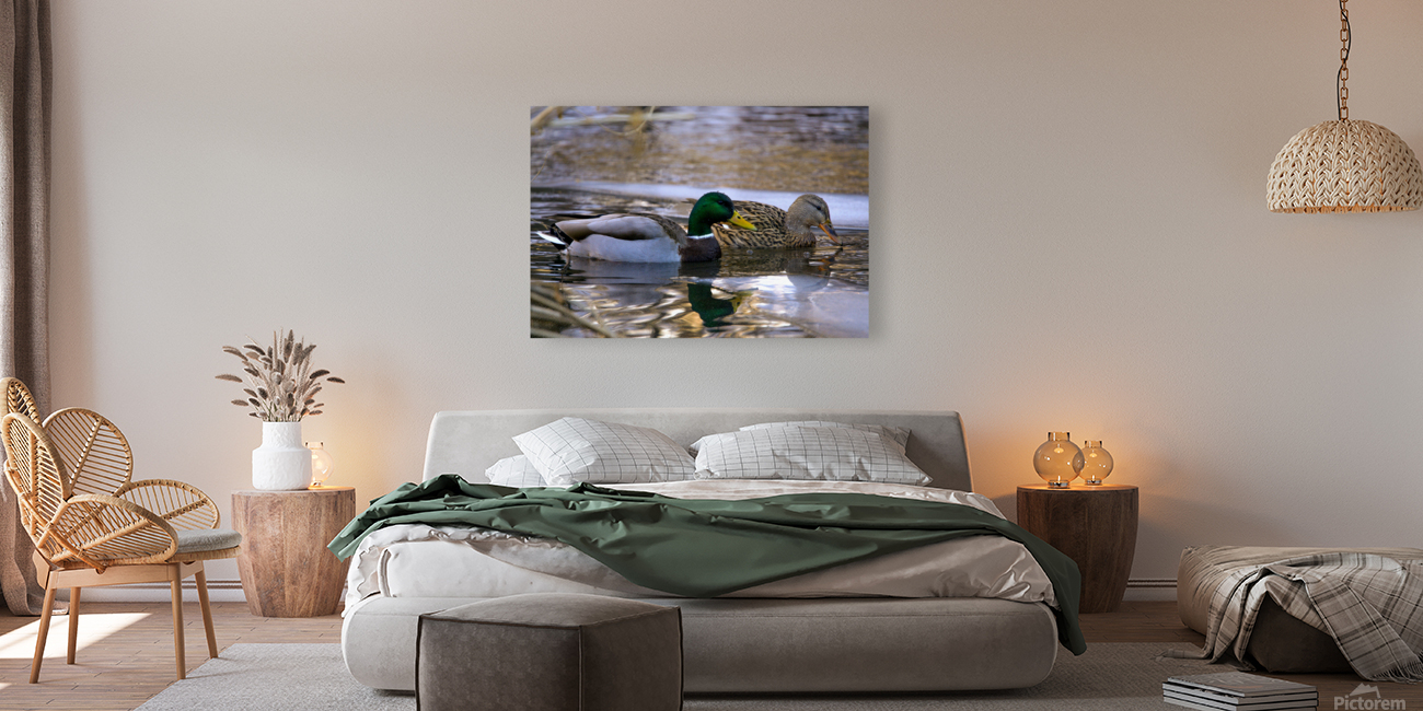 ducks  Reproduction