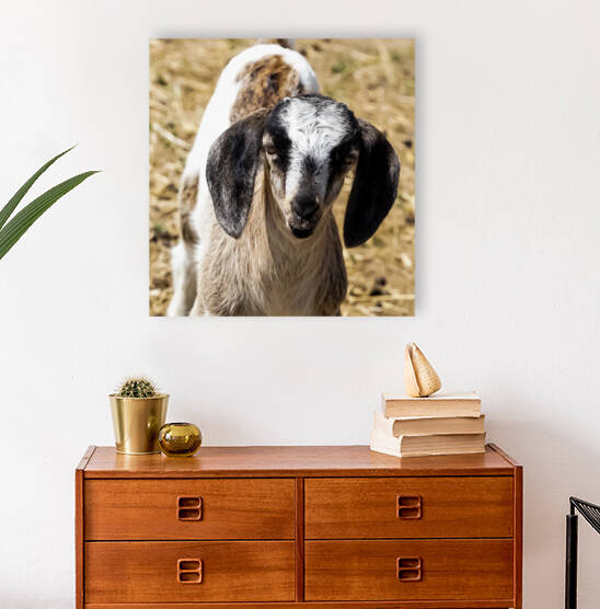 goat 2 by Kyle Werthmann