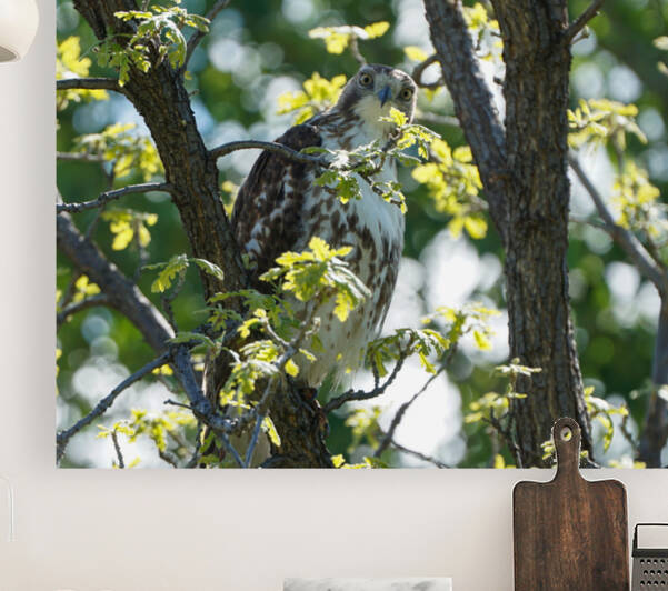 hawk 2 by Kyle Werthmann