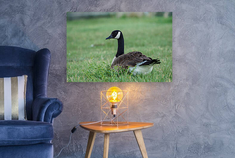 canada goose by Kyle Werthmann