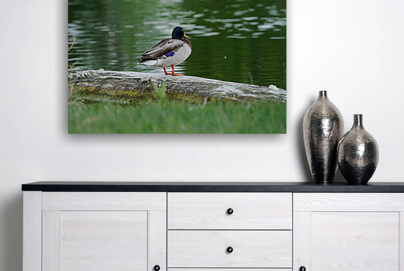duck by pond by Kyle Werthmann