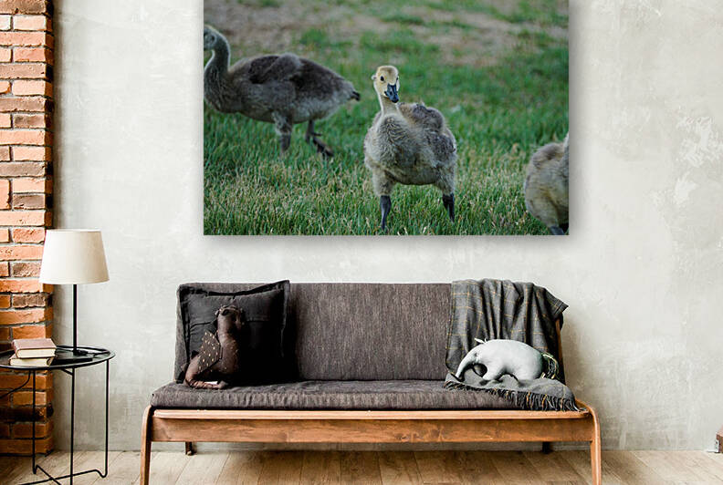 baby goose by Kyle Werthmann