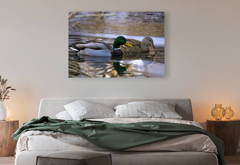 ducks  by Kyle Werthmann
