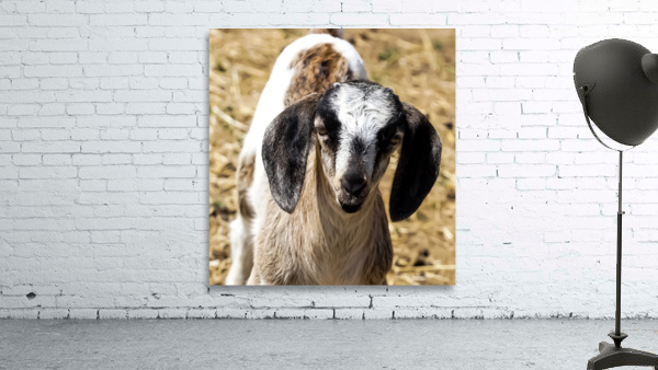 goat 2 Wall Preview