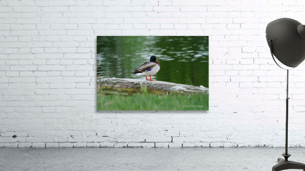 duck by pond Wall Preview