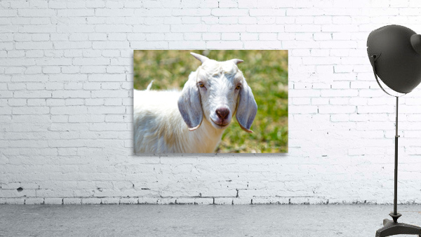 goatie Wall Preview