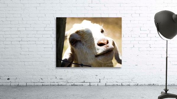 oh hi Wall Preview