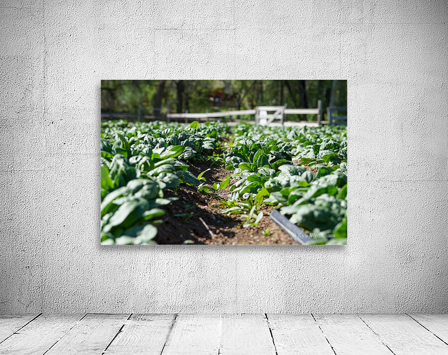 let it grow Wall Preview