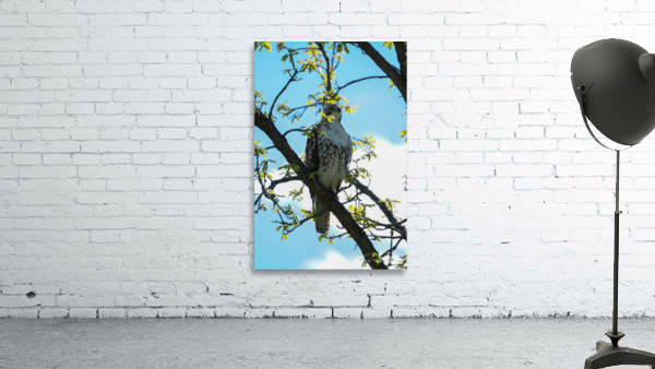 hawk 1 Wall Preview
