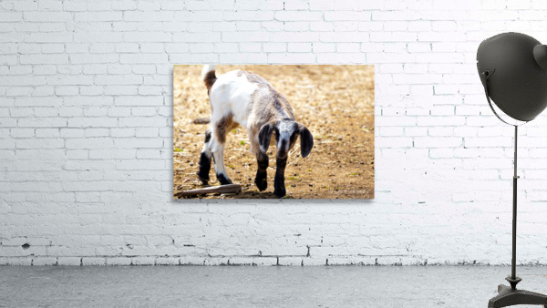 goat 1 Wall Preview