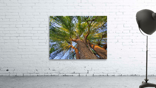 tree1 Wall Preview