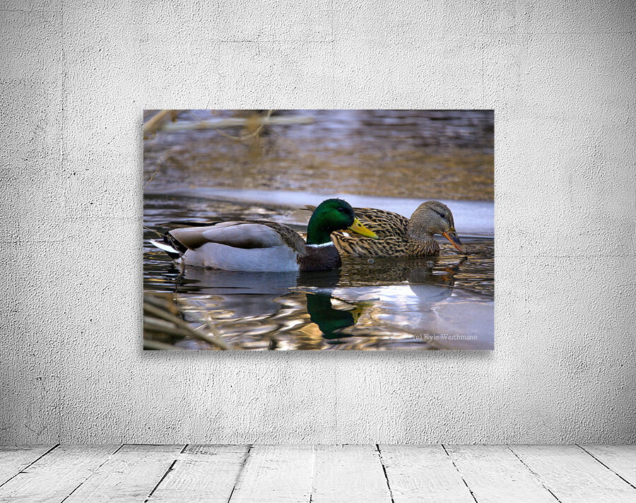 ducks  Wall Preview