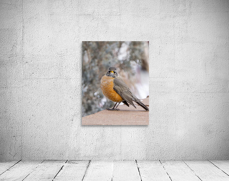 Robin 1 Wall Preview