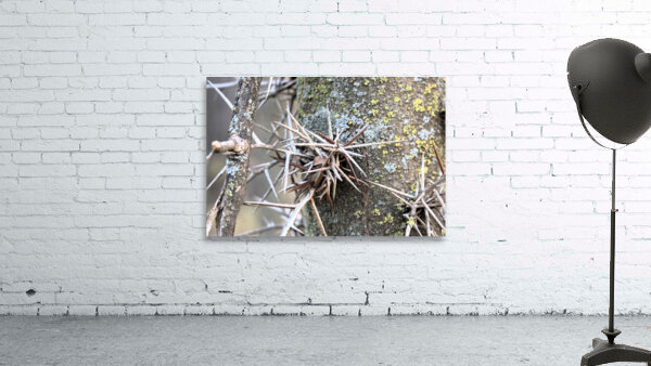Thorns Wall Preview