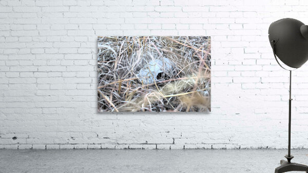 Skull Wall Preview