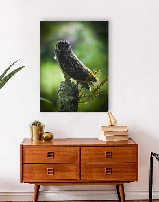 Owl on Perch Reproduction
