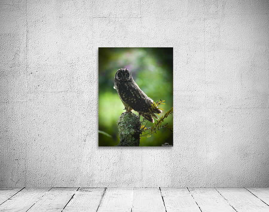 Owl on Perch Wall Preview