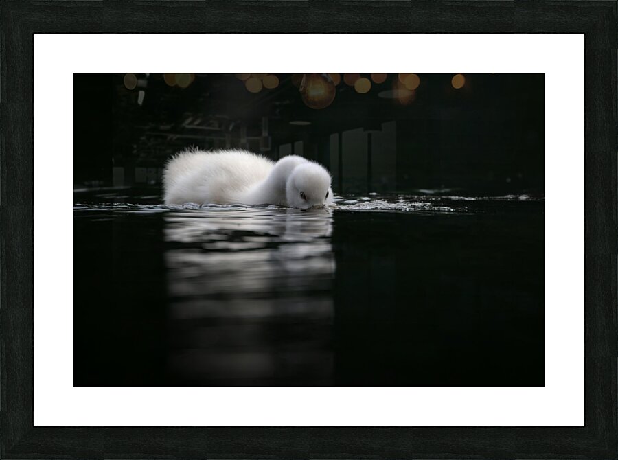 Cygnet Picture Frame Printing