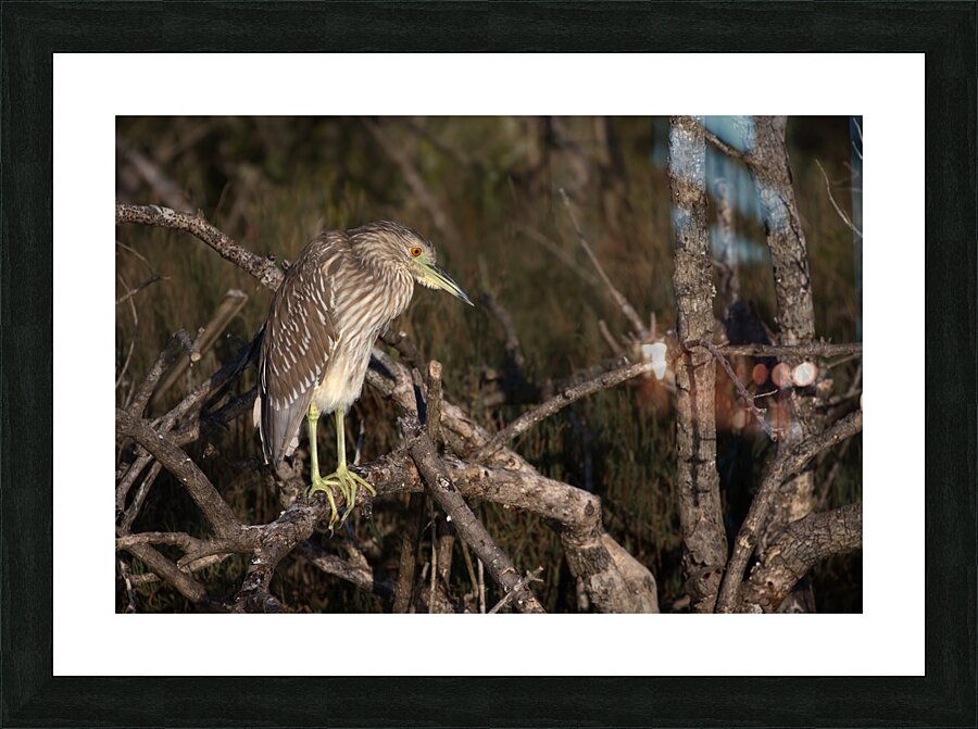 Watchful Picture Frame Printing