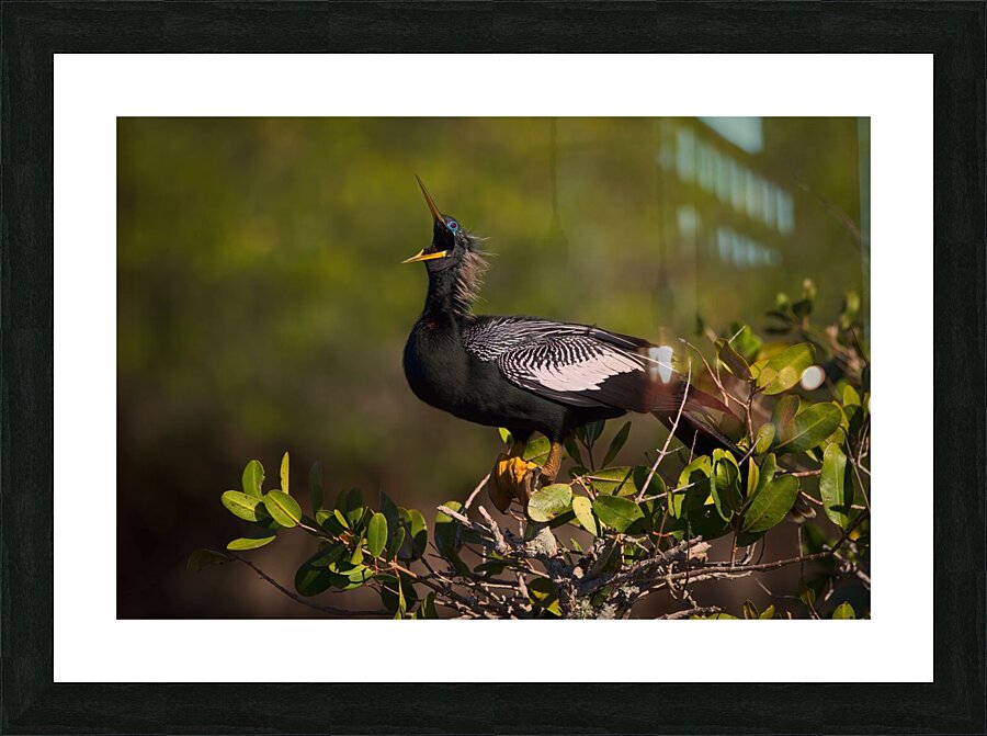 Yopp Picture Frame print