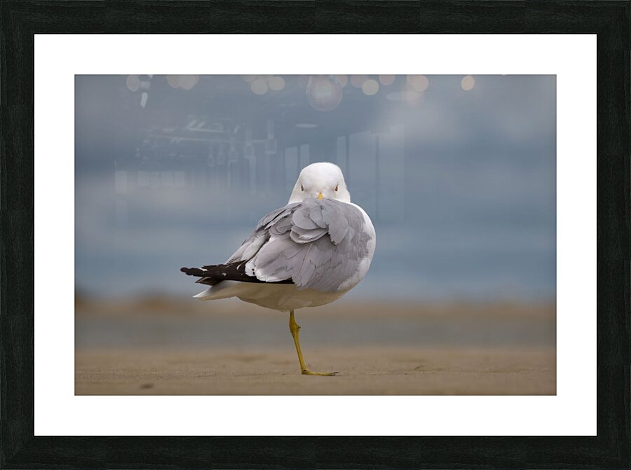 Pegleg Picture Frame print