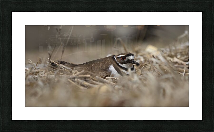 Eyeliner Picture Frame Printing