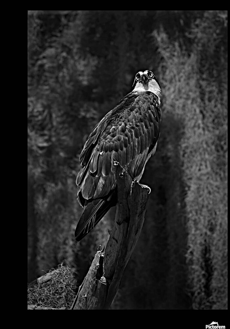 Monochrome Reproduction