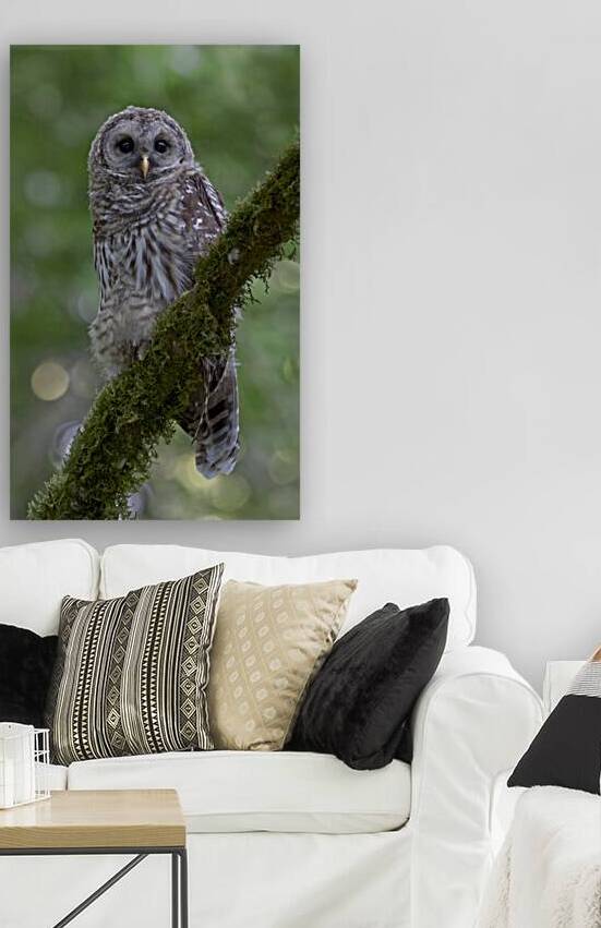 Barred Owlet In Green by Peter Pasterczyk