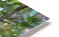 Alit HD Metal print