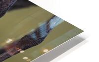 Florida Sandhills HD Metal print