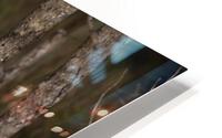 Watchful HD Metal print