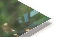 Looking Back HD Metal print